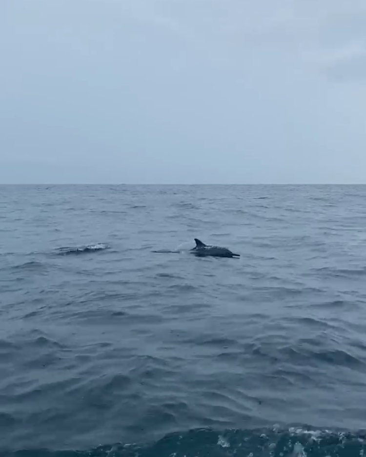Lumba Lumba Muncul di Perairan Selat Sunda Menghibur Para Wisatawan