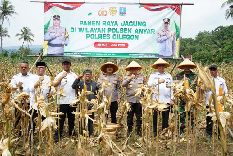 Wujudkan Ketahanan Pangan, Polres Cilegon Panen Jagung Bersama Petani dan Forkopimda