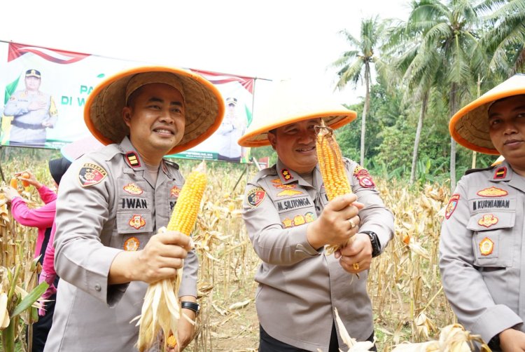 Wujudkan Ketahanan Pangan, Polres Cilegon Panen Jagung Bersama Petani dan Forkopimda