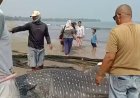 VIRAL! Hiu Tutul Terjebak Jaring Nelayan di Pantai Anyer, Berhasil Diselamatkan. 
