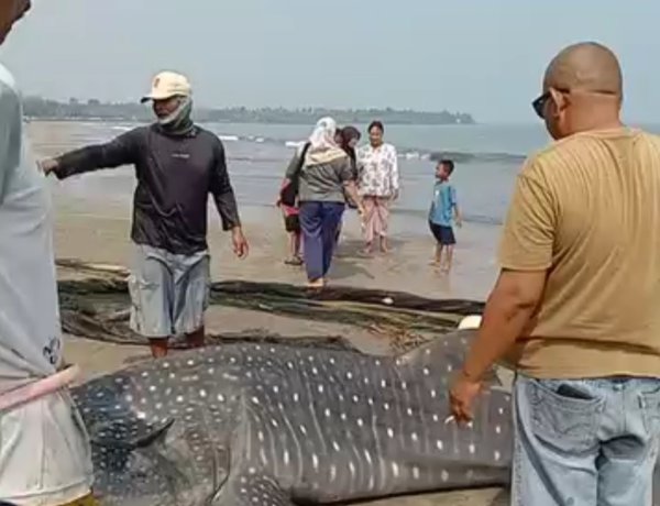VIRAL! Hiu Tutul Terjebak Jaring Nelayan di Pantai Anyer, Berhasil Diselamatkan. 