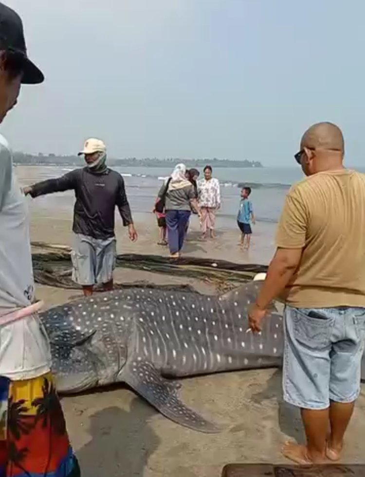 VIRAL! Hiu Tutul Terjebak Jaring Nelayan di Pantai Anyer, Berhasil Diselamatkan. 